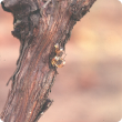 Sap exudate on the trunk of a grapevine from boring by common auger beetle