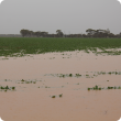 DAFWA senior development officer Jeremy Lemon has warned landholders to control weeds using different strategies for different regions, following recent heavy downpours across the grainbelt.