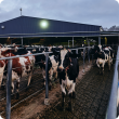 cow-outside-shed