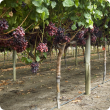 Rows of Crimson seedless vines