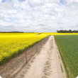 A photograph of a canola and a wheat crop on either side of a fence and sandy fire break. The canola crop is on the left and is in full flower so the photograph is dominated by the yellow of the canola flowers. On the right the green leaves of wheat seen.