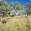 Photograph of curly spinifex (Triodia bitextura) pastures in the east Kimberley
