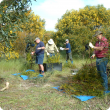 Sampling acacia saligna to find out how much carbon is in the branches and eleaves