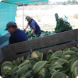 Harvesting cauliflower crop by hand