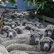 Merino ewes waiting in sheep yards