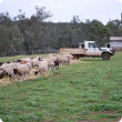 Sheep eating hay in a paddock