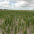 Poor wheat establishment on water repellent sandy gravel