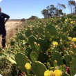 Prickly pear infestation