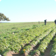The first seed potato field inspection occurs before row closure