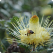 Cream coloured flower with high centre, and prominent stamens and a bee seeking nectar.