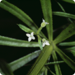 Three-horned bedstraw in flower