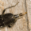 An female adult EHB beetle laying eggs in a pine wood crack.