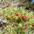 Ruby saltbush leaves and succulent fruits.