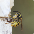 European wasp