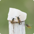 European wasps on fish on tracing pole