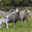 Sheep in paddock