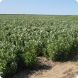 Faba bean variety trial at Witt Hills in 2007