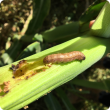 Fall armyworm