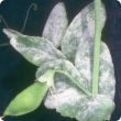 Infected plants are covered with a white powdery film 