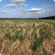 Flaxleaf fleabane on the south coast of WA