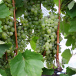 Furmint wine grapes