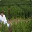Genetically modified crop trial
