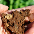 A sclerotinia stem rot management app is being developed to help predict whether canola paddocks are at risk of the disease, based on when the fungus germinates to produce apothecia (pictured), which generate spores to spread the disease. 