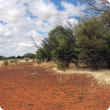 Photograph of a mulga grove community in good condition