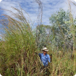 Man standing next to gamba grass infestation.