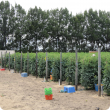 Tomato crop growing on sand with drip irrigation