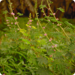 Giant sensitive plant 