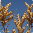 Close-up photograph of a lupin mature lupin plant. The plant is against a clear blue sky and shows three branches each with six to ten mature pods on them. The pods look beautiful, they have no blemishes, dry, golden brown, plump and full of seeds. 