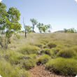 Photograph of hard spinifex (Triodia wiseana) in the east Kimberley