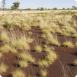 Photograph of hard spinifex (Triodia spp.) plain pasture in fair condition in the east Kimberley