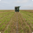 Small plot harvester harvesting a wheat crop sown over perennial pasture, which can be seen as a green understory.