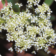 Hoary cress flowers