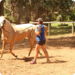  Minimising risk factors for Hendra virus in horses