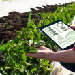 Checking horticulture crop with smart device