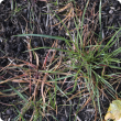 Live annual ryegrass plants after spraying with glyphosate