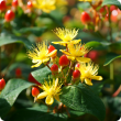 Hypericum androsaemum