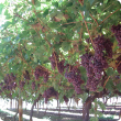 Western Australian table grapes