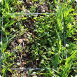 Counting wild radish using a quadrant