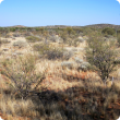 Photograph of a mulga short grass forb community in good condition
