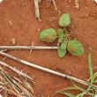 A young tar vine plant