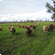 Cattle in a paddock used for rotational grazing