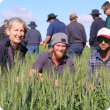 DAFWA’s Christine Zaicou-Kunesch with growers Tim Cream and Matt Morris, inspecting a dwarf wheat trial at the recent Mullewa Dryland Farming Initiative field day.  