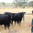 Cattle inspection