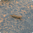 Adult spur throated locust on black plastic background