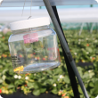 Lynfield traps used to monitor for Medfly in strawberry