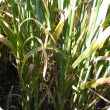 net-type net bloth on Bass barley